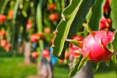 Indication géographique: le fruit du dragon de Binh Thuan protégé au Japon 