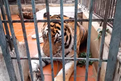 Renforcer le cadre légal pour la conservation du tigre au Vietnam
