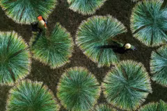 Saison de récolte de carex dans un village de tapis centenaire