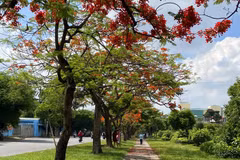 Les rues embellies par la floraison des flamboyants