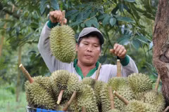 Le Vietnam atteint son objectif d’exportation de fruits et légumes