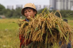 La valeur des exportations de riz vietnamien en forte augmentation