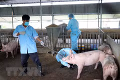 Bac Lieu annonce la fin de la peste porcine africaine
