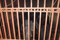 A Binh Duong, un plan bien léché pour la fin de l’élevage d’ours à bile