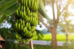 Ca Mau cherche à promouvoir la valeur de ses bananes