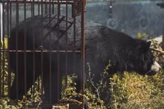Publication d’un nouveau court-métrage appelant à la fin de l'élevage d'ours