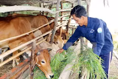 Le Vietnam compte 1.972.767 ménages souffrant de pauvreté multidimensionnelle