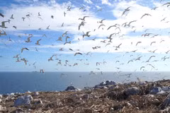 L'île Trứng : un nid d'œufs géant au cœur de Con Dao