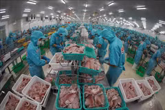 Les exportations de pangasius retrouvent des couleurs en rapportant 725 millions de dollars au cours des cinq premiers mois. Photo: VNA