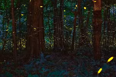 Le Vietnam organise, pour la première fois, des visites nocturnes en forêt 