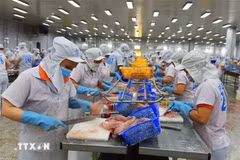 Transformation des pangasius pour exportation. Photo : VNA