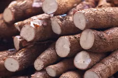 Manioc : les exportations vers la R. de Corée ont fortement augmenté