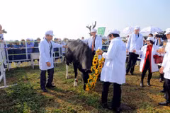 TH possèdera 137.000 vaches laitières d’ici fin 2020