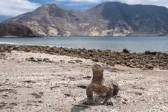 L'Indonésie cible 50.000 touristes étrangers sur l'île de Komodo par an