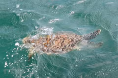 Une rare tortue de mer sauvée à Ba Ria - Vung Tau