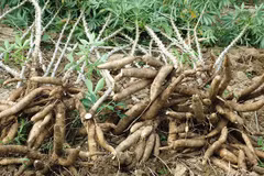 Manioc et produits dérivés: la chute se poursuit en 10 mois