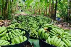Bananes dorées, ou kluay hom thong, récoltées dans une plantation du district de Bang Kaew, dans la province de Phatthalung, et prêtes à être commercialisées. (Photo : compte Facebook Golden Bananas Phatthalung)