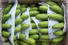 Le Vietnam détrône les Philippines et devient le plus grand exportateur de bananes vers la Chine