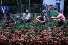 Après avoir obtenu une indication géographique, les premiers lots de litchi Luc Ngan ont été exportés vers le Japon, marquant une amélioration dans le travail de développement de la propriété intellectuelle. Photo : VNA