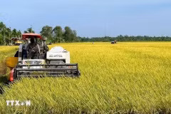 L'Institut international de recherche sur le riz (IRRI) est intéressé par un projet visant à développer un million d'hectares de riz de haute qualité à faibles émissions associé à une croissance verte dans le delta du Mékong. Photo : VNA