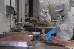 Forte hausse des exportations nationales de thon 