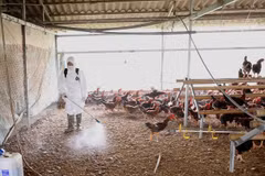 Renforcement de la prévention et de la lutte contre l’épidémie de grippe aviaire