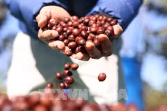 L'ambition de Buôn Ma Thuôt de devenir la capitale mondiale du café