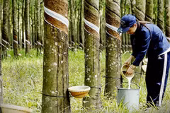 Renforcer la compétitivité du caoutchouc vietnamien sur le marché international