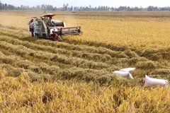 Cân Tho et l’américain BESI coopèrent dans la production de biomasse