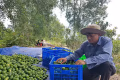 La lime du Vietnam à la conquête du marché japonais