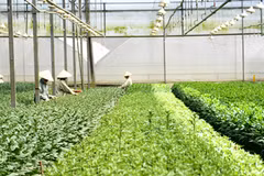 Le Vietnam cherche à stimuler les investissements dans l’agriculture