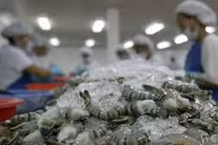 Les exportateurs de crevettes misent sur le marché de fin d’année