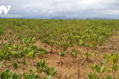 La mangrove de Dông Rui