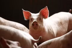 La peste porcine africaine se répand au Cambodge