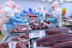 Les exportations de thon du Vietnam au 1er trimestre en bonne voie