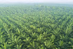 ASEAN-UE : vers un développement durable du secteur de l'huile de palme