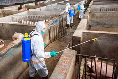 La FAO et l'OIE soutiennent le Vietnam dans sa lutte contre les épidémies de peste porcine africaine