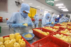 Expansion des débouchés pour les fruits et légumes vietnamiens