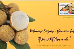 Des dizaines de tonnes de longanes vietnamiens expédiées vers l'Australie