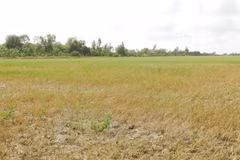 Ben Tre lutte contre les remontées d'eau de mer