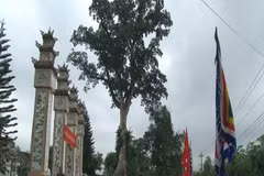 Deux arbres centenaires de la province de Thua Thien-Hue reconnus arbres patrimoniaux
