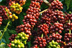 Premier semestre: 15 milliards de dollars d’exportations de produits agricoles 