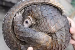 Nouvelle campagne d'ENV : tolérance zéro contre le braconnage des pangolins