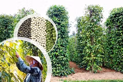 Plantations de poivriers, nouveau filon écotouristique de Phu Quôc
