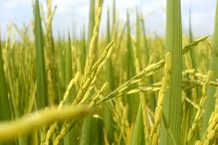 Application du SIG dans le développement agricole et rural