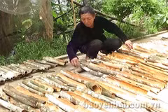 Les canneliers font la prospérité de Yên Bai
