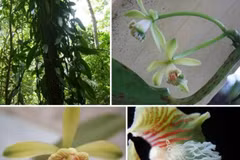 De nouvelles espèces végétales découvertes dans la réserve naturelle de Khanh Hoa 