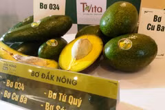 Fête de la saison des avocats mûrs à Dak Nong