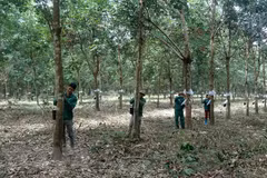 Le Cambodge salue les contributions des compagnies de caoutchouc à Kampong Thom