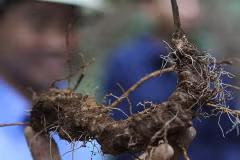 Extension à près de 17.000 ha l'indication géographique du ginseng de Ngoc Linh